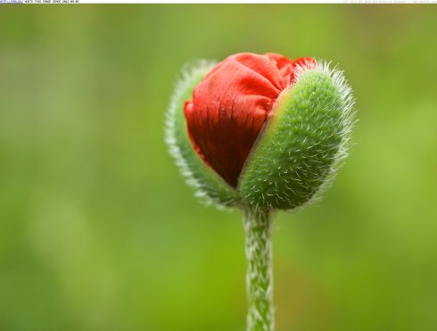 1393187660-oriental-poppy-flower-bud-manitoba